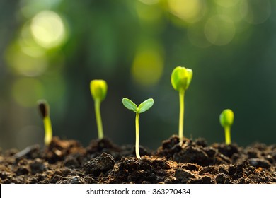 Group of green sprouts growing out from soil
 Stock Photo