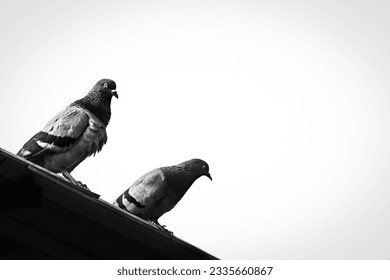 午後の白い空の下、黒い屋根の上に平和に座っている2頭の国内産ハトのグレースケール画像。カップルは夏の正午に孤独に立って鳥を鳩モノクロアートの生活の写真。の写真素材
