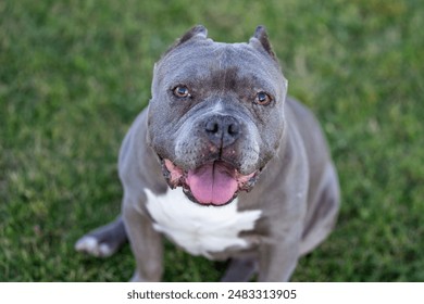 カメラを見上げて自然なポートレートを求めて笑っている芝生の上の灰色のピットブル犬の写真素材