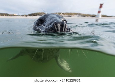 水で泳ぐグレイアザラシ(Halichoerus grypus)水泳、動物のポートレート、女性、北海、Duene、Heligoland、ドイツ、ヨーロッパの写真素材