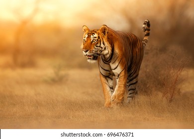 대호랑이 서식지.호랑이는 황금빛 아래서 걷는다.위험한 동물이 사는 야생 동물.인도의 무더운 여름.아름다운 인도 호랑이, 판테라 티그리스 스톡 사진