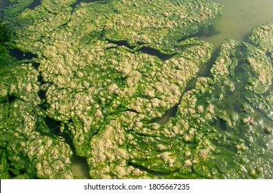 수면 위의 녹조. 화수는 배경이나 질감으로 변한다. 연못에 초록색과 노란색 녹조. 최상위 보기 스톡 사진