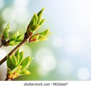 Green buds on branches in spring. Nature and blooming in spring time. Bokeh light background. Stock Photo