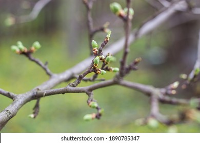green new spring buds on a tree branch in early spring. Sunset, dawn, evening. Stock Photo