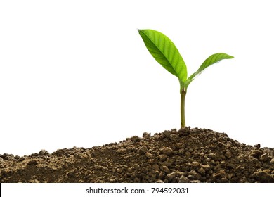 Green sprout growing out from soil isolated on white background Stock Photo