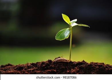 Green sprout growing from seed Stock Photo