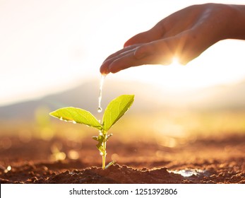 Hand nurturing and watering young baby plants growing in germination sequence on fertile soil at sunset background Stock Photo