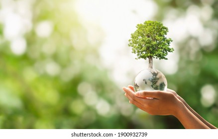 hand holding glass globe ball with tree growing and green nature blur background. eco concept Stock Photo