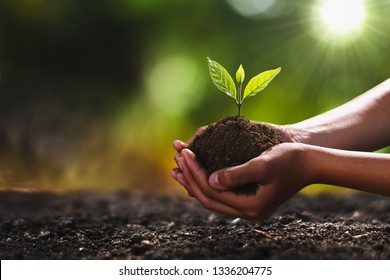 hand holding small tree for planting. concept green world earth day Stock Photo