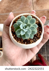 Hand holding succulent plant. Female hands hold a planter with succulent stone rose or echeveria. Home hobby. Take care of nature. Concept of home gardening, house plants, hobby, leisure time. 库存照片