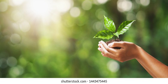 hand holding young plant on blur green nature background. concept eco earth day Stock Photo