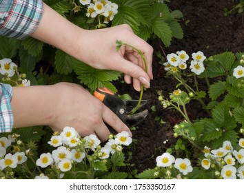 hands cut strawberry runners with hand pruner when strawberries are in bloom. care for strawberries. Work in the garden concept Stock Photo