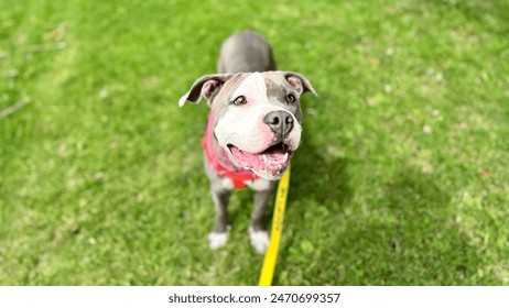 草の公園で首輪にハッピーピットブル犬の野外で取り入れシェルター子犬Staffordshireテリアの写真素材