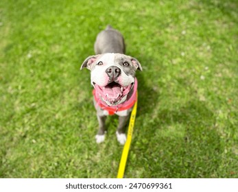 草の公園で首輪にハッピーピットブル犬の野外で取り入れシェルター子犬Staffordshireテリアの写真素材