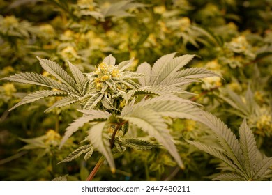 麻の生産リーガル大麻植物の開花。クローズアップ温室で最上級の麻と花粉植物。代替医療の概念。の写真素材
