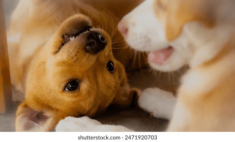 二人の子犬がお互いを見つめ合う心温まる写真。犬が具現化する無邪気さと幸せを反映して、一匹の子犬の目が輝きます。彼らの純粋な喜びとつながりの完璧なキャプチャ。

の写真素材
