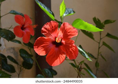 Hibiscus is high in antioxidants and offers many potential benefits. In particular, it may help promote weight loss, reduce the growth of bacteria and cancer cells, and support the health of the heart 库存照片