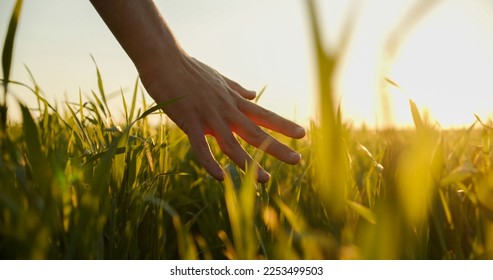 Human  man's hand moving through green field of the grass. Male hand touching a young  wheat  in the wheat field while sunset.   Boy's hand touching wheat during sunset. Foto Stock