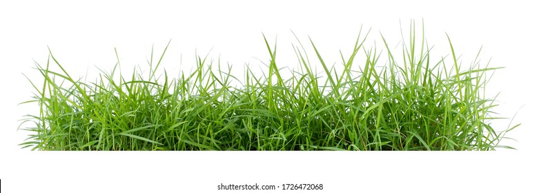 
Isolated green grass on a white background Stock Photo