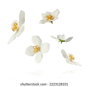 Jasmine bloom. A beautifull white flower of Jasmine falling in the air isolated on white background. Levitation or zero gravity concept. High resolution image. Stock Photo