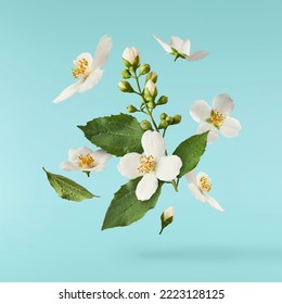 Jasmine bloom. A beautifull white flower of Jasmine falling in the air isolated on blue background. Levitation or zero gravity concept. High resolution image. Stock Photo