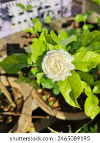 Jasmine flower most rare type and nice flavour mostly all like and god Pooja used in South India  库存照片