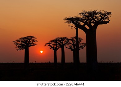 Landscape with the big trees baobabs in Madagascar. Baobab alley during sunset or sunrise, late evening orange sun and baobab silhouettes. Stock-foto