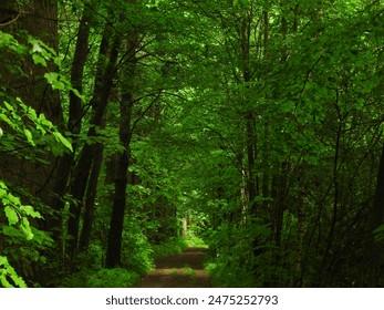 Landscape with brown path in green scrub and light green leaves and bushes and vines in natural wild wetland and forest environment ภาพถ่ายสต็อก