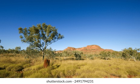 Paysage avec des eucalyptus, termite monticule devant des roches rouges dans les massifs de Bungle (Purnululu), Australie occidentale : photo de stock
