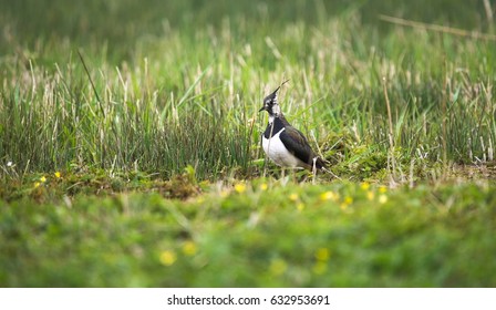Lapwing in the Yorkshire Dales Foto stock