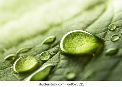 Grandes gotas bonitas de água de chuva transparente em uma macro folha verde. Gotas de orvalho na manhã brilham ao sol. Bela textura da folha na natureza. Fundo natural Foto Stock