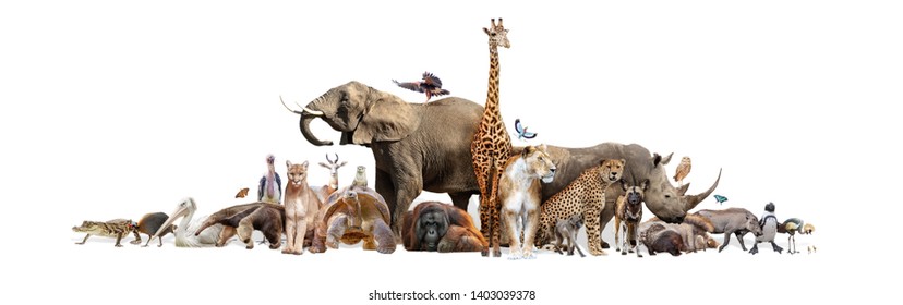 Grande grupo de animais selvagens do zoológico juntos no banner horizontal da web com espaço para texto no espaço em branco Foto Stock