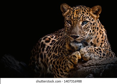 Leopardo descansando em um tronco contra um fundo preto Foto Stock