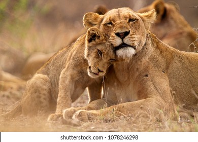 Amor de predador. Leoa e filhote no Kruger NP, África do Sul Foto Stock