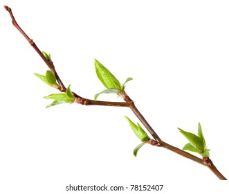 Macro of young foliage on cherry twig isolated on white Stock Photo