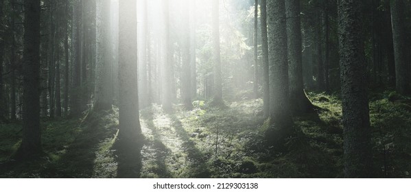 日の出で雄大な常緑林。強大な松の木、苔、緑の植物。朝の霧、純粋な日光、サンビーム。暗い大気の風景。自然、季節、夏。おとぎ話、ファンタジーのコンセプトの写真素材