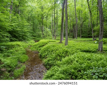 A meandering stream weaves through the verdant forest, surrounded by ferns and towering trees in Prince William Forest Park, Virginia. ภาพถ่ายสต็อก