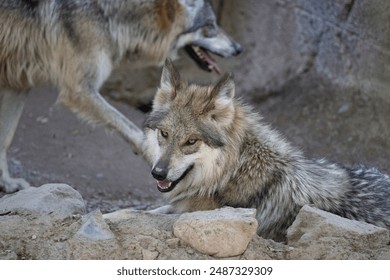 Mexican gray wolf goes eye to eye with the photographer. Adlı Stok Fotoğraf