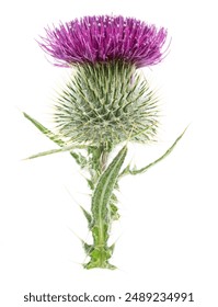 Milk thistle or St. Mary's thistle flower isolated on white background. , fotografie de stoc