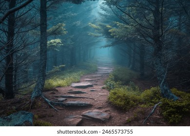Misty Morning Hike through Dense Forest, Exploring the Enchanted Mountain Path ภาพถ่ายสต็อก