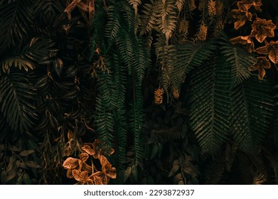 暗い色調のMonstera緑の葉またはMonstera Deliciosa（Monstera、ヤシ、ゴムプラント、松、鳥の巣シダ）、背景または緑の葉の多い熱帯の松林のパターンは、創造的なデザイン要素です。 の写真素材