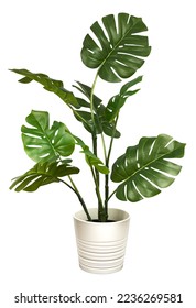 Monstera in a pot isolated. Monstera bush on a white background. 库存照片