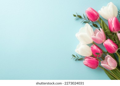 Mother's Day concept. Top view photo of bouquet of white and pink tulips on isolated pastel blue background with copyspace Stock Photo