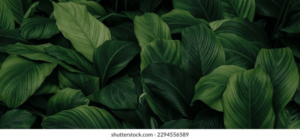 Nature leaves, green tropical forest, backgound illustration concept Foto Stock