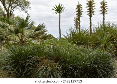 herbes indigènes et arbustes à feuilles dans un jardin australien : photo de stock