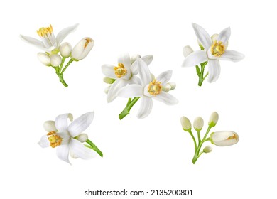 Neroli white flowers and buds set isolated on white. Citrus bloom. Five orange tree blossoms. Stock Photo