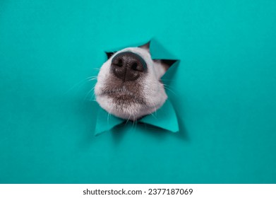 The nose of a Jack Russell Terrier dog sticks out of torn paper on a mint background.: stockfoto