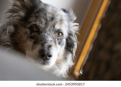le vieux chien gris merle de Shepherd australien regarde avec attention et tristesse un gros plan oblique avec de la lumière naturelle : photo de stock