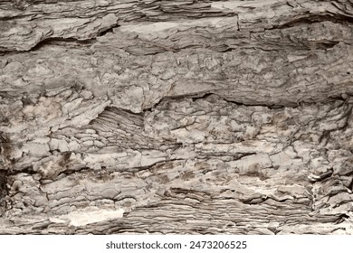 Old tree cracked bark texture, wood bark texture background, cracks and scratches structure: zdjęcie stockowe