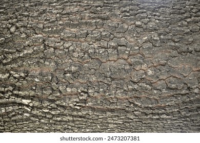 Old tree cracked bark texture, wood bark texture background, cracks and scratches structure: stockfoto